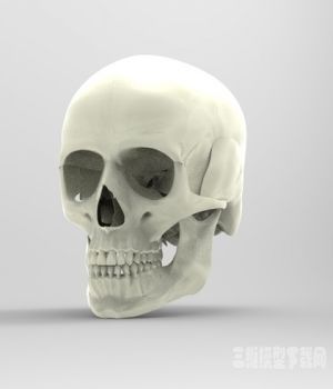 人体头骨三维模型