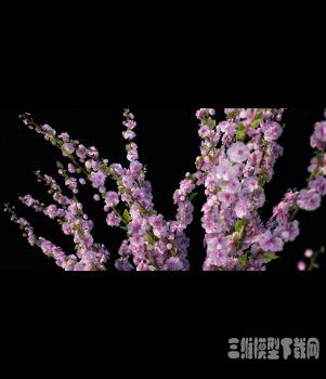 Ҷ÷3Dģ|Prunus Triloba