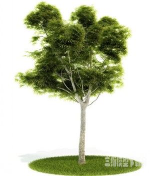 3Dľģ|3D trees