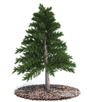 3Dģ|The pines 3D model