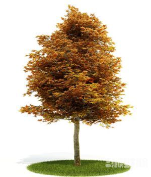ľάģ|Three-dimensional model of trees