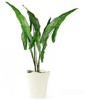 辰ֲ3Dģ|Bonsai plants 3D model
