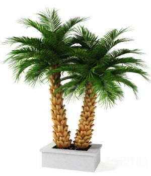 辰3Dģ|A bonsai palm trees 3D models