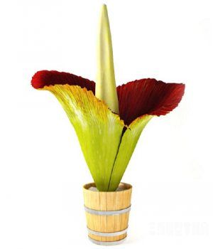 辰άģ|The flowers bonsai 3D model free download