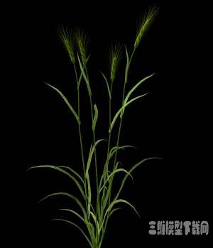 ֲXfrogֲģ|Hordeum vulgare Barley