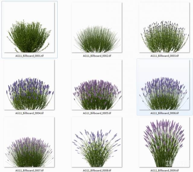 ޹²ֲģ|Lavandula angustifolia Lavender