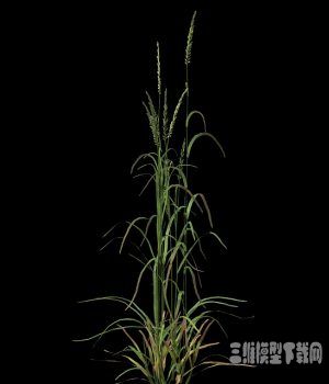 黑麦草Xfrog植物模型下载|Lolium perenne Ryegrass
