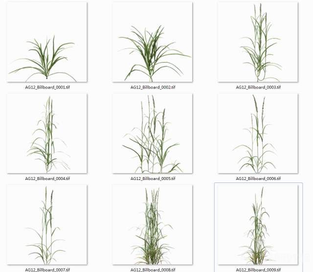 黑麦草Xfrog植物模型下载|Lolium perenne Ryegrass