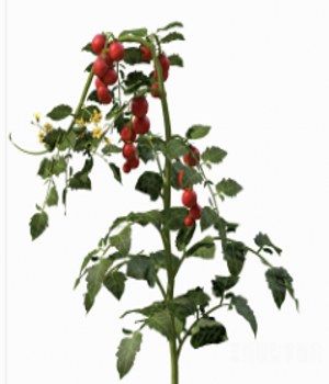 ֲ3Dģ|Solanum lycopersicum Tomato