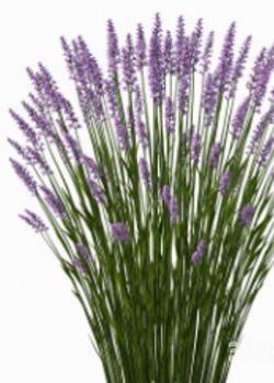 ޹²ֲģ|Lavandula angustifolia Lavender