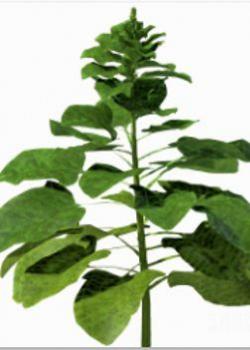 ֲάģ|Spinacia oleracea Spinach