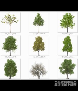 ͩ3Dֲģ|Platanus orientalis Oriental Plane Tree