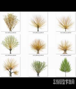 XFROG3Dģ|Salix vitellina Golden Willow