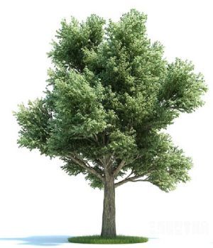 栎树植物模型