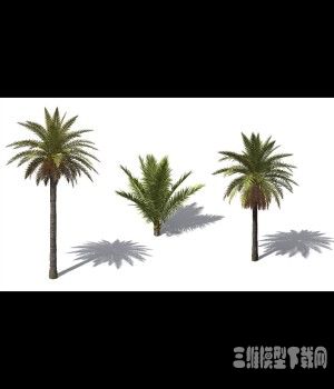 加纳利枣椰树模型免费下载