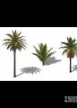 加纳利枣椰树模型免费下载