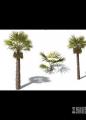 中国棕榈树3D模型