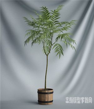 木盆盆栽植物三维模型